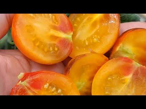 Видео: Томаты из Петербурга - СЛУГА - ПЛАНЕТА ЗЕМЛЯ - РИО - Новинки черри-томатов Билла Йодера