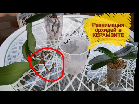 Видео: СЕКРЕТЫ УСПЕШНОЙ РеанимациИ ОРХИДЕЙ с плохими КОРНЯМИ в КЕРАМЗИТЕ