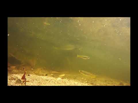 Видео: Псевдомугилы / Pseudomugilidae