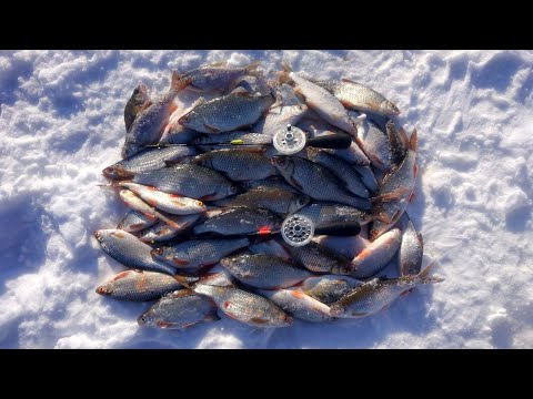 Видео: Белое озеро. Безмотылка. 01.03.25.