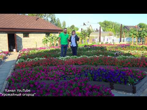 Видео: ЭТИ ЦВЕТЫ ВОСХИТИТЕЛЬНЫ! ЛУЧШИЕ ПЕТУНИИ В МИРЕ!