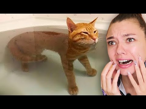 Видео: ПОСТАРАЙСЯ НЕ ЗАПЛАКАТЬ от СМЕХА.. ОЧЕНЬ СМЕШНЫЕ КОТЯТА и КОТЫ из ТИКТОК