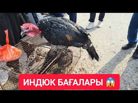 Видео: НЕ ДЕГЕН АРЗАН БАҒА, ТАУЫҚ, ИТ, ИНДАУТКА, ҚОЯН, ИНДЮК БАҒАЛАРЫ.