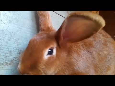 Видео: Переселення фазанів. )) пилова ванна для кур.