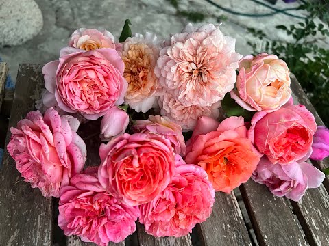 Видео: Лечим, обрезаем, поливаем. 31 июля. Италия.