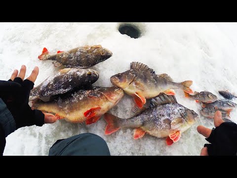 Видео: ОКУНИ РАЗМЕРОМ С РУКУ!!! Вот оно, РЫБАЦКОЕ СЧАСТЬЕ! Зимняя рыбалка с ночёвкой в палатке