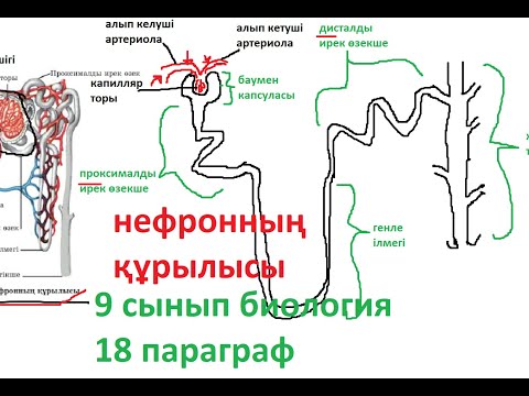 Видео: Зәр шығару жүйесі | нефронның құрылысы | нефрон | бүйректің құрылысы | 9 сынып биология|