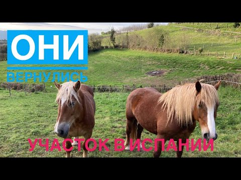 Видео: # 291 Земельный Участок В Испании. Возвращение Лошадей. Фермер Испания. Купить Участок. Астурия
