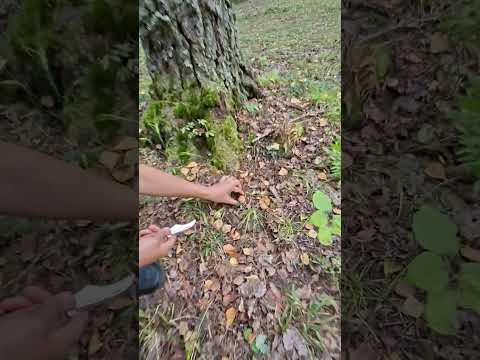 Видео: Грып радует супругу 🤩🤩😇😇💃💃💃