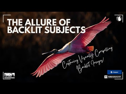 Видео: Привлекательность подсвеченных объектов в фотографии природы