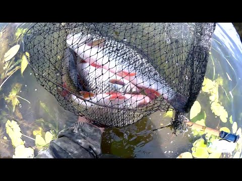 Видео: Ловля в проводку на пшеницу