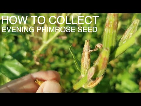 Видео: Как и когда собирать семена примулы вечерней