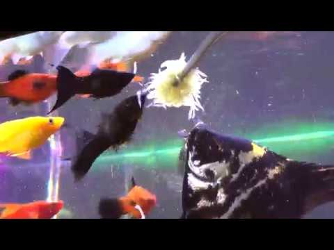 Видео: Кормление аквариумных рыбок