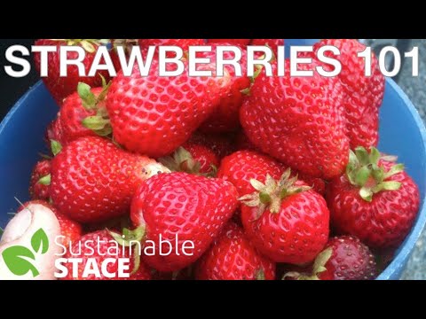 Видео: Лучшая клубника в округе — представьте себе... клубника в ноябре!