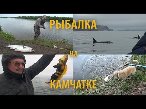 Видео: Камчатка летом, это мечта рыболова