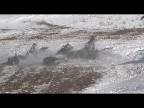 Видео: Бузкаши дар д.Назарбои н.Ш.Шохин