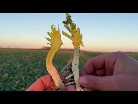 Видео: Транспірація як інструмент формування мікроклімату та виживання в умовах високих температур. Ріпак.