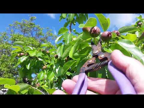 Видео: Прореждане плодовете на овошки,  Праскови Круши Ябълки, Кайсии