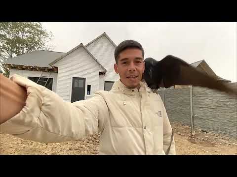 Видео: Новость о кыргызе, заработавшем деньги на воронах, — хорошая новость.