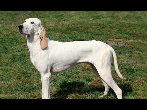 Видео: Хочу собаку. Фарфоровая гончая | Телеканал "Мама"