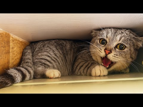 Видео: "Выбрось эту кошку!" — говорили все... Женщина не сдалась. 4 месяца спустя случилось невозможное...
