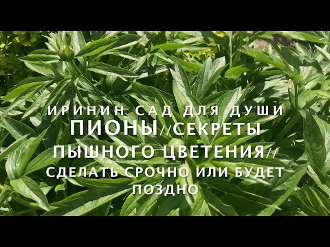 Видео: ПИОНЫ// Секреты пышного цветения//Срочно сделать или будет поздно. PIONES Secrets of lush blooming