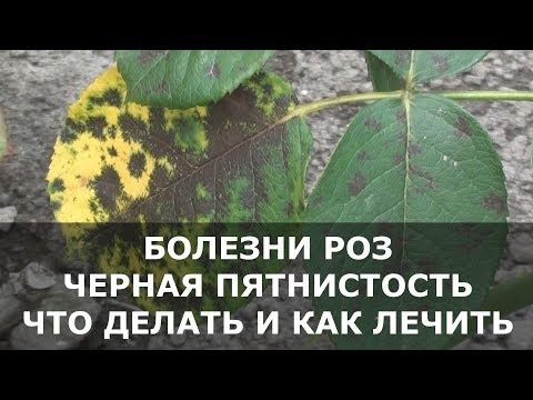 Видео: Болезни Роз, на Листьях Появились Пятна – что Делать и чем Лечить Розы.