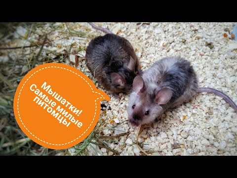Видео: Содержание декоративных мышей | иерархия