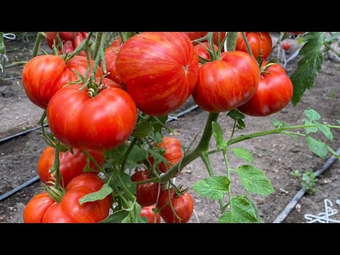 Видео: Обзор сортов томатов 2022 г.