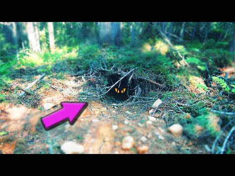 Видео: ЧТО ВНУТРИ лесной БЕРЛОГИ? 👀