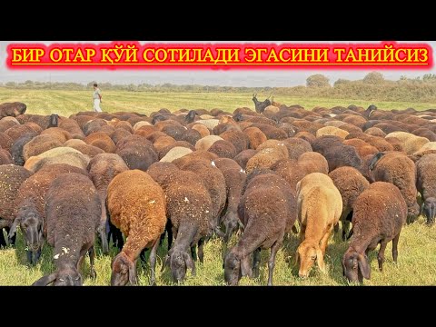 Видео: СУРХОНДАРЁДА: ХИСОРИ ҚЎЙЛАР БАЗАСИ, ТАНЛАБ ОЛИНГ ҒАМЛАБ ОЛИНГ.