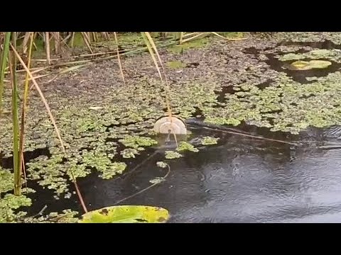 Видео: Рыбалка на щуку .Кружки срабатывают один за другим