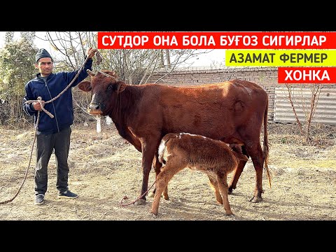 Видео: СУТДОР ОНА БОЛА БУҒОЗ СИГИРЛАР 🐄🐄🐄 ХОНКА АЗАМАТ ФЕРМЕР НАРХЛАРНИ СИНДИРДИ !!! ХОРАЗМ БОЗОР 