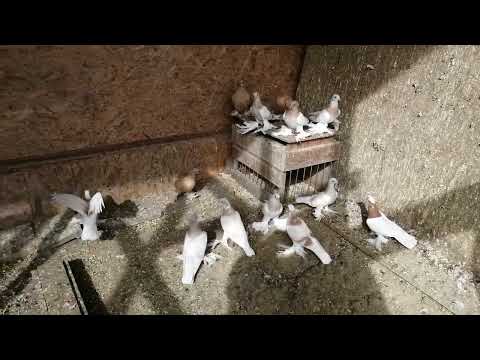 Видео: узбекские голуби Темрюк 2 04 24