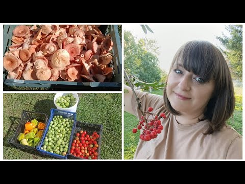 Видео: УРОЖАЙ🍅/ЛЮБИМАЯ ДАЧА🏡/МНОГО ДЕЛ🤭/