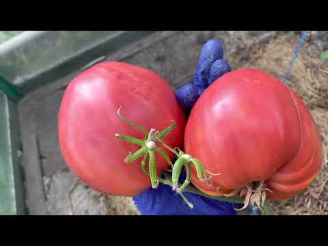 Видео: Самые вкусные сердцевидные томаты в моей теплице.