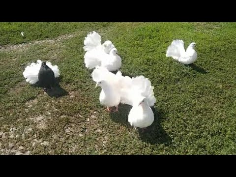 Видео: Голуби павлины 18.08.23г