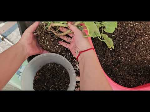 Видео: Защита от бактериальных болезней для пеларгонии