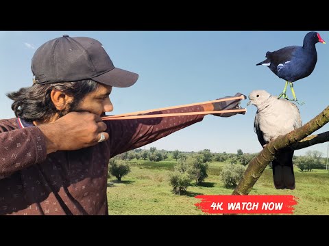 Видео: «Охота на камышницу и голубя | Точные выстрелы в голову в сельской местности | Экшн с рогаткой в ...