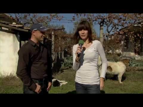 Видео: Изложба на Каракачанско куче - Струмяни 2010