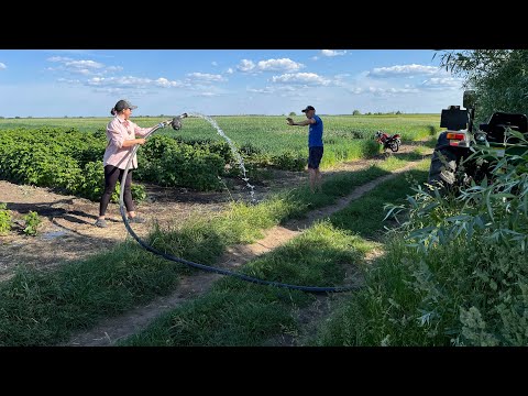 Видео: Полив малини насосом Фероні від ВВП! Бики на пасовищі, сіно!