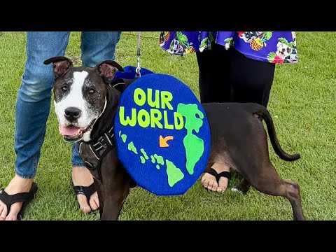 Видео: Ежегодный парад Хэллоуина в South Maui Gardens и конкурс костюмов для собак 2025: Смайли выиграл ...