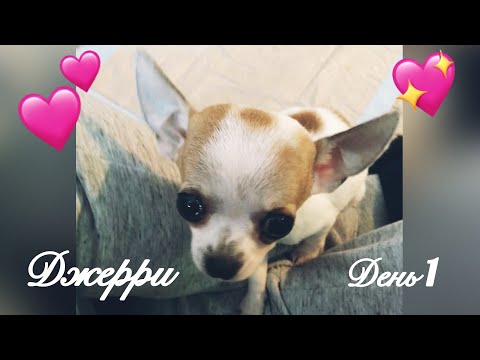 Видео: НАШ ЩЕНОК / ПЕРВЫЙ ДЕНЬ ДОМА / Джерри чихуахуа