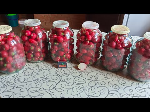 Видео: Собрали отличный у рожай редиса, расскажу как долго хранить. Высадка на семена.