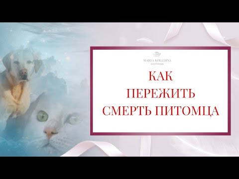 Видео: Как пережить смерть питомца. Утрата домашнего животного. Как справиться с горем?