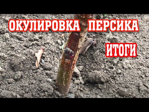 Видео: Окулировка персика / Итоги / peach budding results