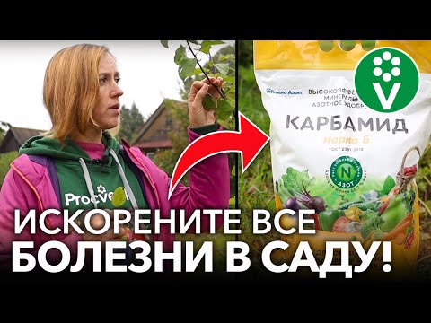 Видео: УНИЧТОЖЬТЕ ВСЕ БОЛЕЗНИ В САДУ ОСЕНЬЮ! Искореняющая обработка сада: когда и как правильно сделать