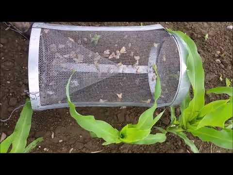 Видео: Хлопковая совка