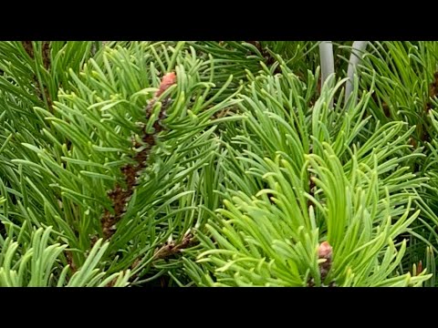 Видео: Барские леса! Просто прогулка по лесу с собакой. #лес #утренняя #дача 