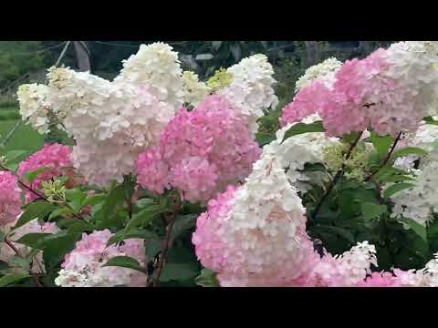 Видео: ПРОГУЛКА ПО АПТЕКАРСКОМУ ОГОРОДУ,ПРОДОЛЖЕНИЕ👍👍